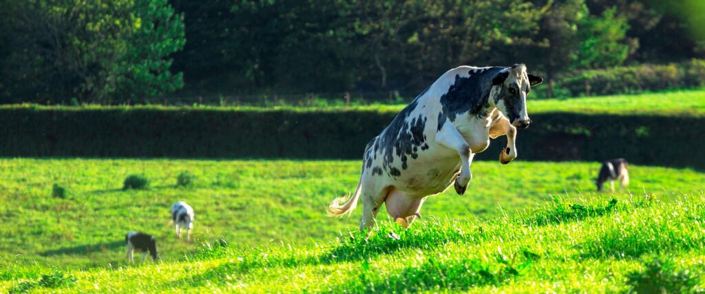 Blije koe - Kuhfellkaufen.de
