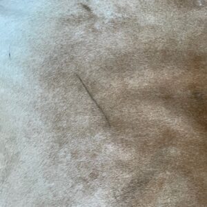 Kuhfell Teppich camel hellbraun Detailansicht natürliche Zeichnung